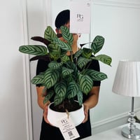 Calathea mix Plant potsize 12cm, height 40cm No.16717 - Image 2