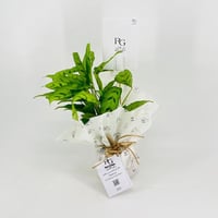 نبات الكلاثيا رقم.9567 - صورة 3