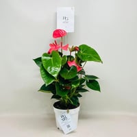 8075 - Image 1