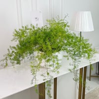 نبات اسباراغوس رقم.16887 - صورة 1