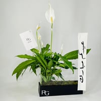 12032 - Image 1