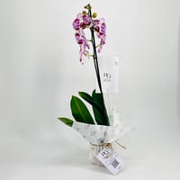 نبات الاوركيد رقم.10666 - صورة 2