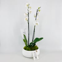 فازة نبات الاوركيد رقم.15338 - صورة 1