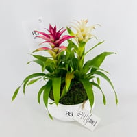 Guzmania plant vase No.15401 - Image 4