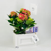 12442 - Image 2