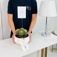 Cactus Plant No.16728 - Image 2