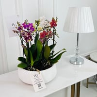 Phalaenopsis Plant No.16782 - Image 1