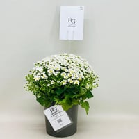7954 - صورة 1
