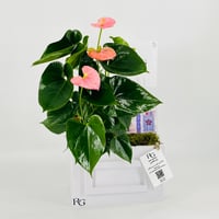 12842 - صورة 2
