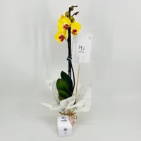 9590-249 - صورة 1