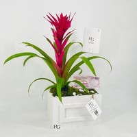 12432 - Image 4