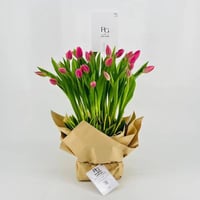 9250-74 - صورة 1