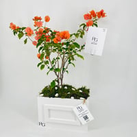12457 - Image 3