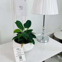 نبات فيكوس مطاطية 12ø 40 سم رقم.16800 - صورة 1