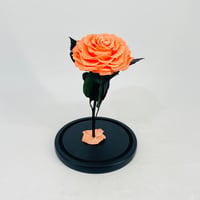 11229 - صورة 3