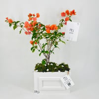 12457 - Image 1