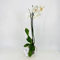5607-527 - صورة 2
