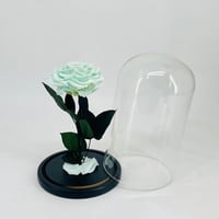 11277 - صورة 2