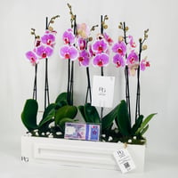 12474 - Image 4