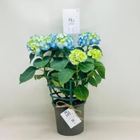 7948 - صورة 1