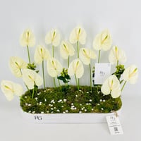 15433 - صورة 4