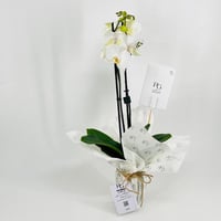 9588-165 - Image 2