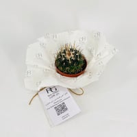 Cactus No.9604 - Image 3