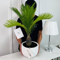 نبات النخيل الساغو رقم.16903 - صورة 2