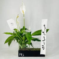12032 - Image 4