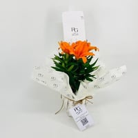نبات اليلي برتقالي رقم.9613-382 - صورة 2