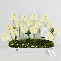 15433 - صورة 1