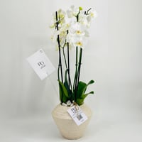 5922 - صورة 2