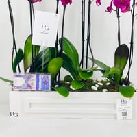 12470 - صورة 4