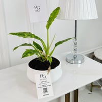 Spathiphyllum Plant No.16795 - Image 1