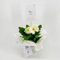 نبات الجربيرا ابيض رقم.9541-382 - صورة 3
