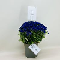 7953 - صورة 2