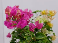3883-206 - صورة 2