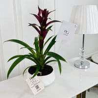 Guzmania Plant No.16747 - Image 1