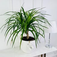 Dracaena plant No.16588 - Image 2