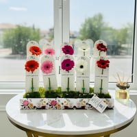 15659 - صورة 1