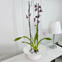 نبات أونسيديوم رقم.16808 - صورة 1