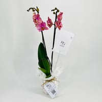 Phalaenopsis Violet 2 stem No.10662 - Image 1