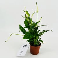 942-51 - Image 3