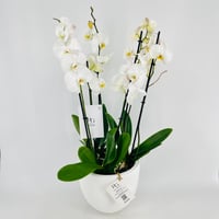 فازة نبات الاوركيد رقم.15334 - صورة 2