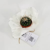 Cactus No.9604 - Image 2