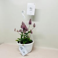 8074 - Image 3