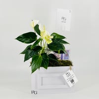 12844 - صورة 2