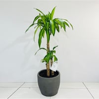 دراسينا رقم.11020 - صورة 1