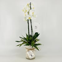 13294 - Image 1