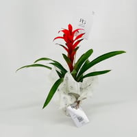 نبات الجوزمانيا رقم.9574 - صورة 2